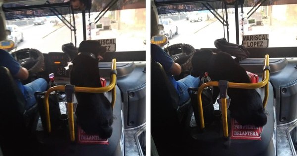 La Nación / Perrito viajó en primera clase: subió a un bus y se sentó junto al chofer