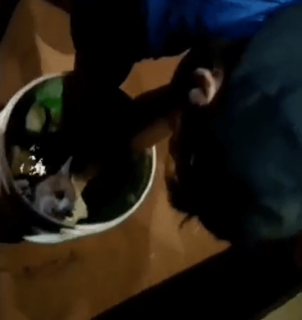 “Preferí seguir con el caso porque yo le quiero mucho”, dice dueño del gatito agredido | Ñanduti