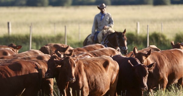 La Nación / La ganadería es un eslabón de crecimiento y desarrollo nacional, resaltan