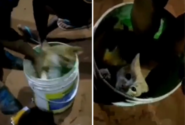 Defensa Animal investiga caso de un hombre que intentó ahogar a un gato, ocurrió en San Lorenzo