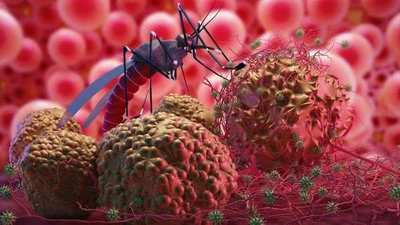 Vigilancia destaca que Paraguay no registra casos de malaria ni de fiebre amarilla - Megacadena — Últimas Noticias de Paraguay