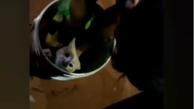 Metió un gato en un balde y casi lo ahoga