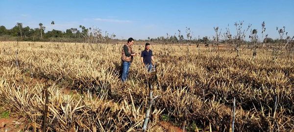 Afectados por heladas no reciben asistencia del MAG - Nacionales - ABC Color