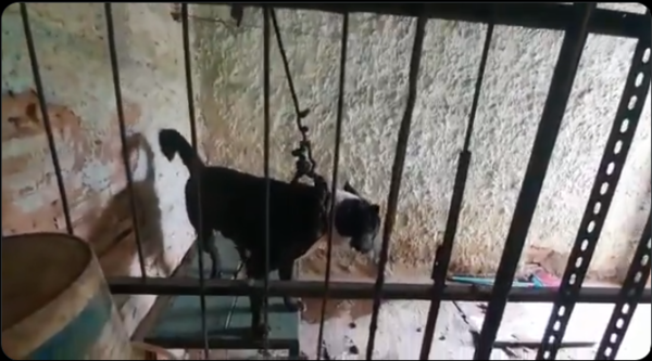 Crónica / [VÍDEO] Perrito era torturado por sus dueños "dealers"