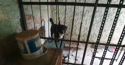 La Nación / Senad rescata perro que estaba siendo maltratado en vivienda de microtraficantes