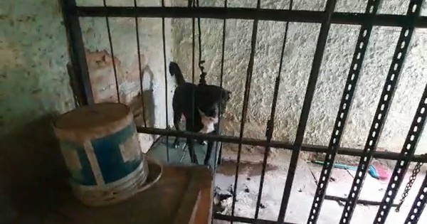 La Nación / Senad rescata perro que estaba siendo maltratado en vivienda de microtraficantes