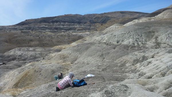 Hallan los restos de anquilosaurio más australes de Sudamérica