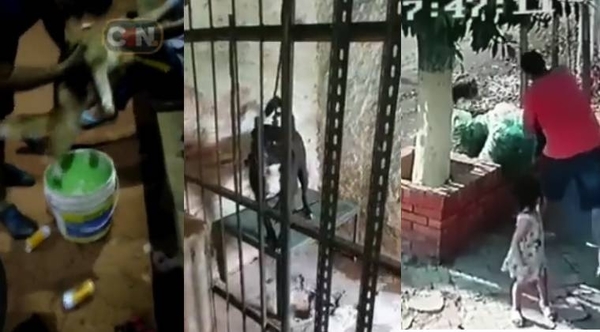Diario HOY | Indignación tras viralizarse casos de maltrato animal: qué dice la ley