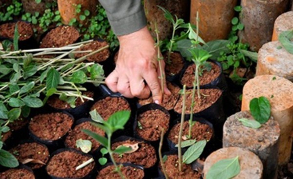 Unos 16.000 plantines medicinales fueron distribuidos en Itaipú