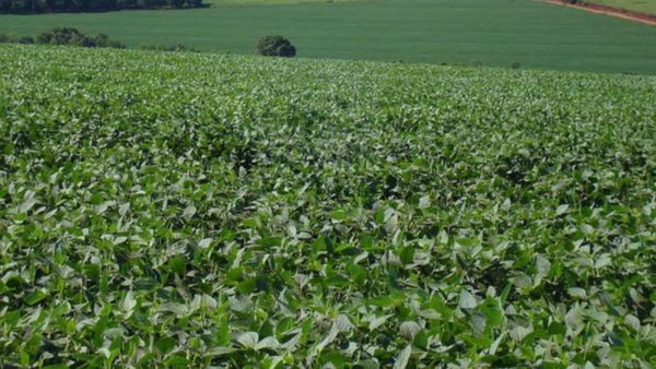 Organizaciones respaldan a jueza enjuiciada por fallo contra sojero