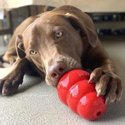 Seis consejos para controlar la agresividad de tu perro - Nacionales - ABC Color