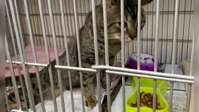 Venden sopa para pagar operación de michi atropellado
