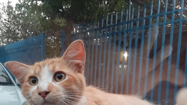 Rubio, el gato al que intentaron ahogar, se encuentra en buenas condiciones