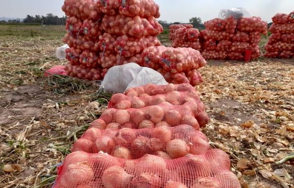 Productores piden frenar contrabando porque desvaloriza la cebolla nacional - Nacionales - ABC Color