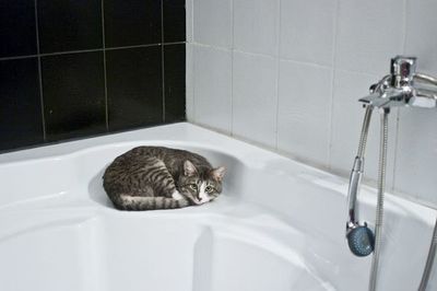 Cómo y con qué frecuencia bañar a los gatos para evitarles estrés - Nacionales - ABC Color