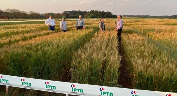 Se realizó día de campo sobre producción de trigo en Itapúa