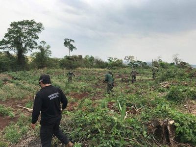 Antinarcóticos destruyen plantaciones de marihuana en zona de Capitán Bado - Nacionales - ABC Color