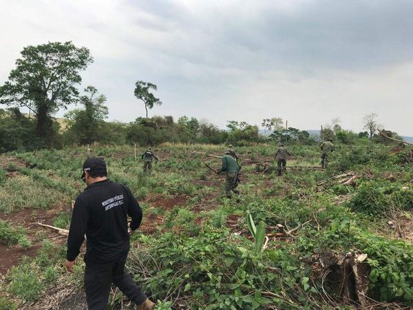 Antinarcóticos destruyen plantaciones de marihuana en zona de Capitán Bado - Nacionales - ABC Color