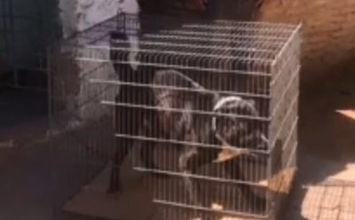 “Box está libre”, festejan desde la Dirección de Protección Animal - Nacionales - ABC Color