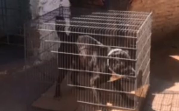 “Box está libre”, festejan desde la Dirección de Protección Animal - Nacionales - ABC Color