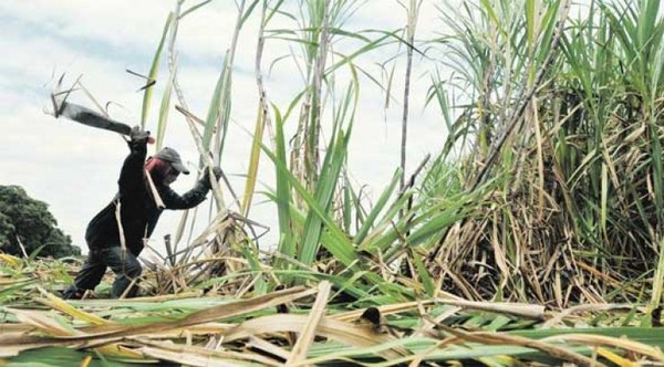 Instan al Ejecutivo a atender reclamo de cañicultores de los departamentos de Caaguazú, Guairá y Cordillera