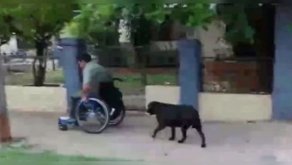Fiel amiga: perrita acompaña y guía a su humano con discapacidad