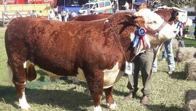 Fiesta en el ruedo: 1.794 ejemplares de seis especies y 28 razas presumirán su gran genética en la Expo Ganadera 2021