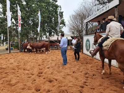 Hoy viernes, Braford realiza juzgamiento de reproductores previo a su feria