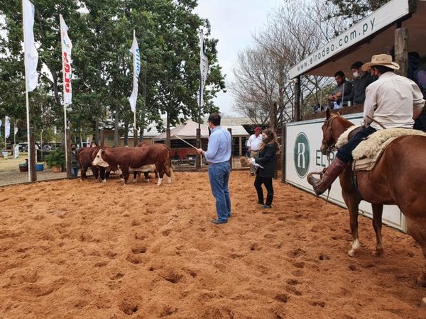 Hoy viernes, Braford realiza juzgamiento de reproductores previo a su feria