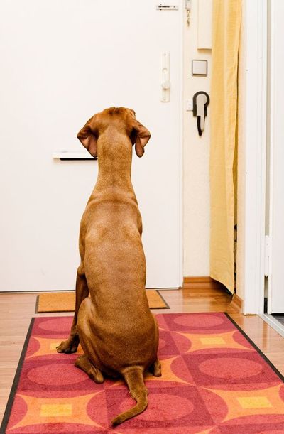 Adiós al teletrabajo: ¿cómo preparo al perro para la rutina laboral? - Mascotas - ABC Color