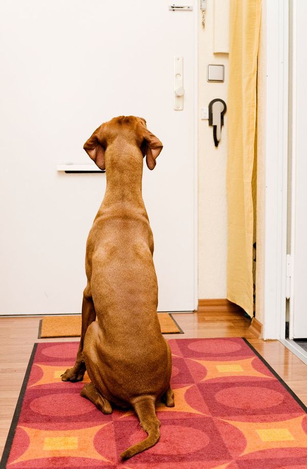 Adiós al teletrabajo: ¿cómo preparo al perro para la rutina laboral? - Mascotas - ABC Color