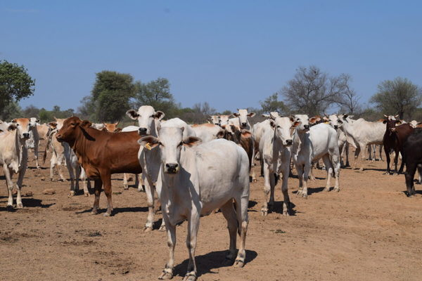 Casos atípicos de vaca loca “no ponen en riesgo” la venta de ganado en Brasil