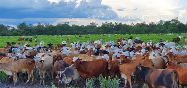 Remarcan que hay potencial de crecimiento sostenido de la ganadería paraguaya