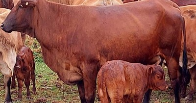 La Nación / Ganadería suma nueva raza con nacimiento de terneros belmont red