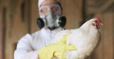 La Nación / Gripe aviar: Francia eleva a “moderado” el riesgo tras detectar un caso