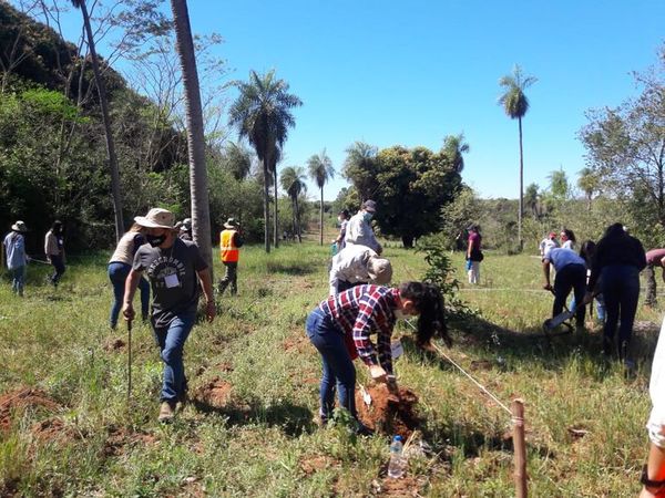 Productores de Yaguarón avanzan con cultivo de yerba mate - Nacionales - ABC Color