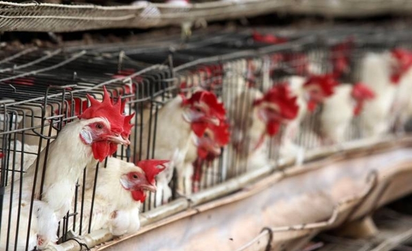 Diario HOY | Francia eleva a "moderado" el riesgo de gripe aviar tras detectar un caso