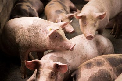 Perú veta ingreso de mercancías de origen porcino para evitar brote de peste - MarketData