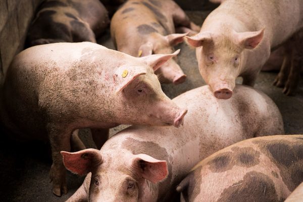 Perú veta ingreso de mercancías de origen porcino para evitar brote de peste - MarketData