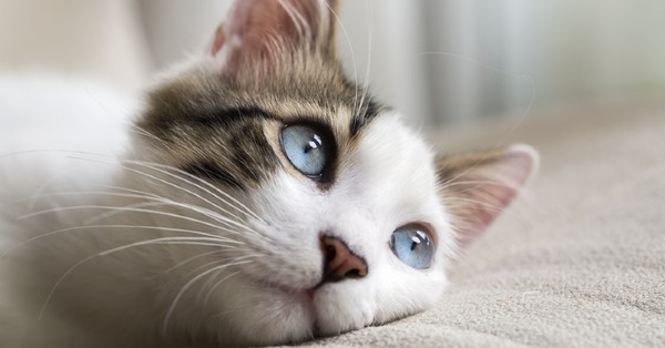 Estudio identifica los 7 rasgos de personalidad de los gatos - SNT