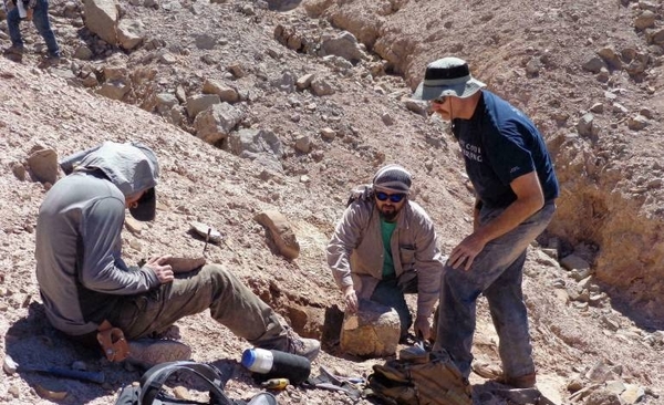 Diario HOY | Científicos identifican en Chile un dragón volador prehistórico
