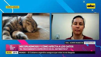Micoplasmosis y cómo afecta a los gatos  - Ensiestados - ABC Color
