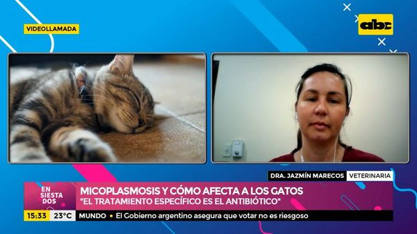Micoplasmosis y cómo afecta a los gatos - Ensiestados - ABC Color