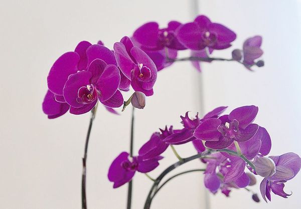 Exposición de orquídeas en el Yacht - Nacionales - ABC Color