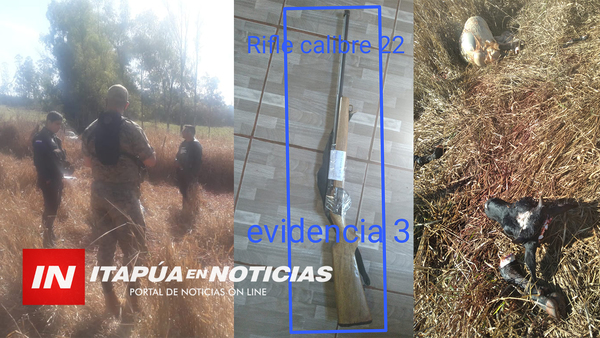 ABIGEATO EN ITAPÚA POTY: HABRÍA PRESTADO RIFLE DE LAS VÍCTIMAS PARA COMETER EL HECHO.
