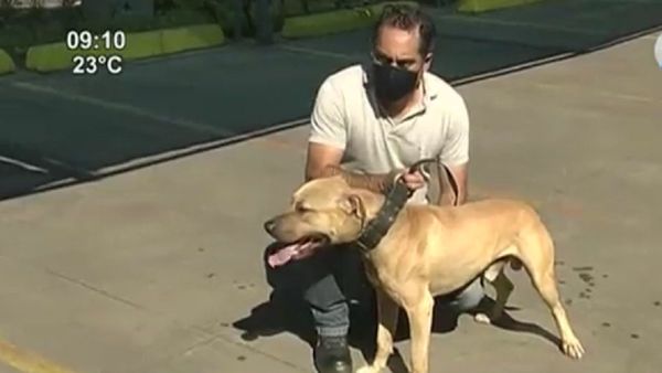 Instructores dan consejos para la crianza responsable de perros