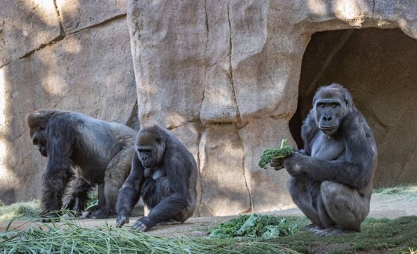 Diario HOY |  Gorilas de un zoológico de EEUU dan positivo al Covid-19