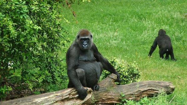 EEUU: Gorilas de un zoológico de Atlanta dan positivo al Covid-19