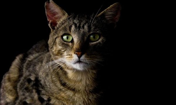 (Video) Inexplicable violencia contra pequeño gato: el idiota fue denunciado ante fiscalía
