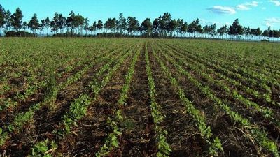 Siembra empieza a avanzar en el Sureste